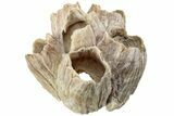 Miocene Fossil Barnacle Cluster - Virginia #219297-1